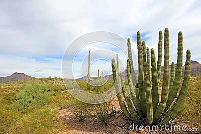 Organ Pipe and Saguaro cactuses in Organ Pipe Cactus National Monument, Arizona, USA Stock Photo