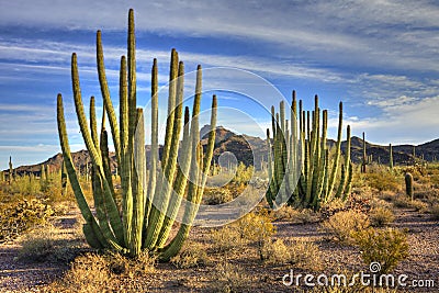 Organ Pipes Stock Photo