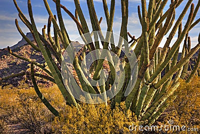 Organ Pipes Stock Photo