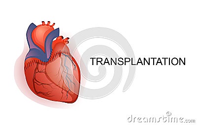 Organ transplantation. Heart. Body parts. Vector Illustration