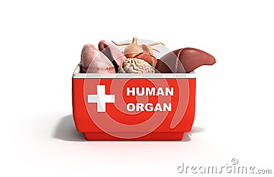 Organ transportation concept open human organ refrigerator box r Stock Photo