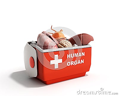 Organ transportation concept open human organ refrigerator box r Stock Photo