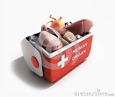 Organ transportation concept open human organ refrigerator box r Stock Photo