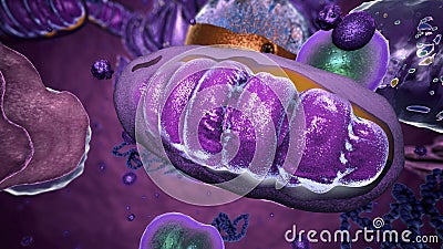 Organelles inside Eukaryote, focus on mitochondria Cartoon Illustration