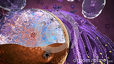 Organelles inside Eukaryote, focus on nucleus Cartoon Illustration