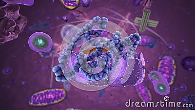 Organelles inside Eukaryote, focus on ribosomes Cartoon Illustration