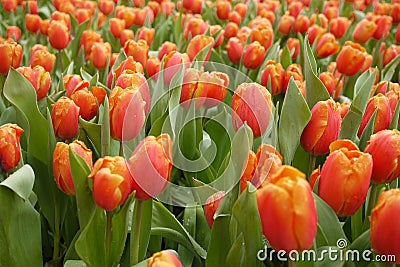Orange Tulip Stock Photo