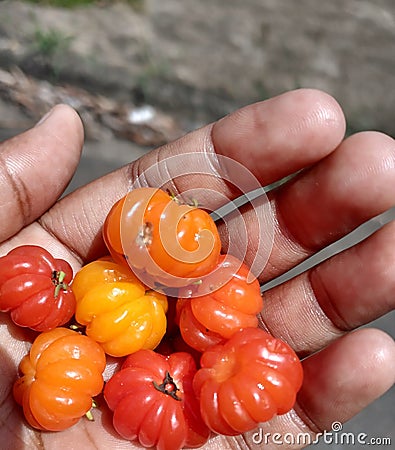 Organi in the palm of the hand some tasty small pitanga fruits typical in tropical country, which has a wonderful glow of red and Stock Photo