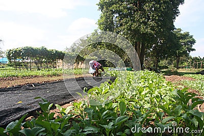organic,Agriculture,farm,rice ,Thai farmers,Dipterocarpus alatus Editorial Stock Photo