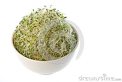 Organic Alfalfa Sprouts Stock Photo