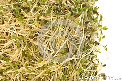 Organic Alfalfa Sprouts Isolated Stock Photo