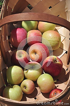 Organic Apple Orchard Stock Photo