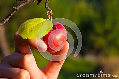 Organic apple picking Stock Photo