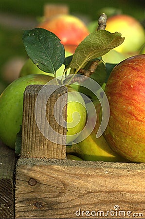 Organic apples Stock Photo