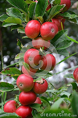 Organic apples Stock Photo