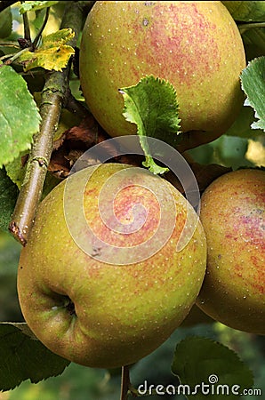 Organic apples Stock Photo