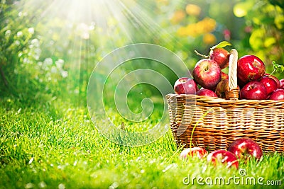 Organic Apples in the Basket. Orchard Stock Photo