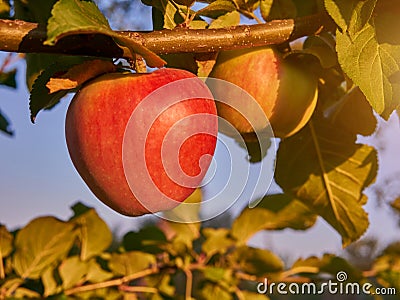 Organic apples hanging from a tree branch in an apple orchard. Eco Food Concept. Organic products concept Stock Photo