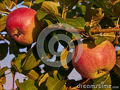 Organic apples hanging from a tree branch in an apple orchard. Eco Food Concept. Organic products concept Stock Photo