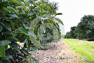 Organic Avocado Plantation Stock Photo