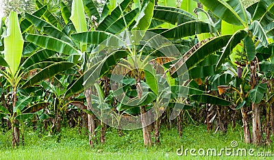 Organic Banana Plantation Stock Photo