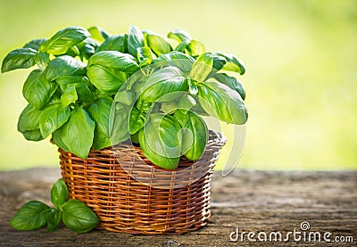 Organic basil plant Stock Photo