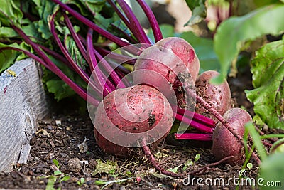 Organic beets Stock Photo