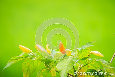 Organic bird chili (Capsicum frutescens) farming in green rice f Stock Photo