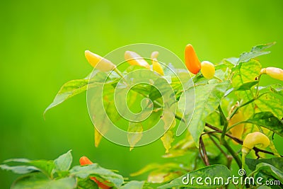 Organic bird chili (Capsicum frutescens) farming in green rice f Stock Photo