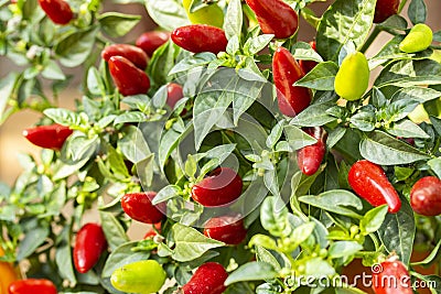 Organic bird chili Capsicum frutescens, many small hot chili peppers on a bush, background wallpaper close-up. Vegetable harvest Stock Photo