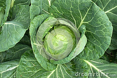 Organic cabbage Stock Photo