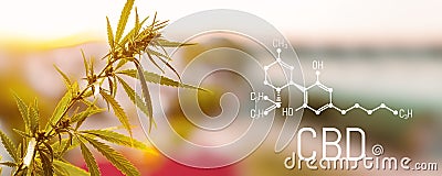 Organic cannabis leaf CBD. Concept of herbal alternative medicine, CBD oil, pharmaceptical industry. Ecological and biological Stock Photo