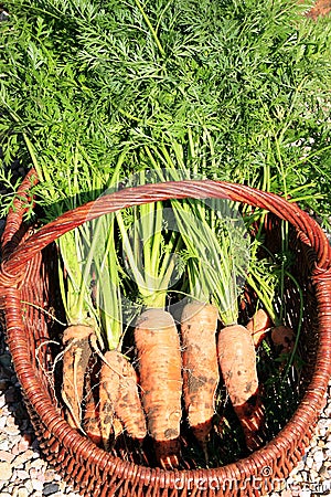 Organic carrot from rural permaculture Stock Photo