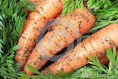 Organic carrots Stock Photo