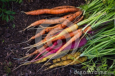 Organic carrots Stock Photo