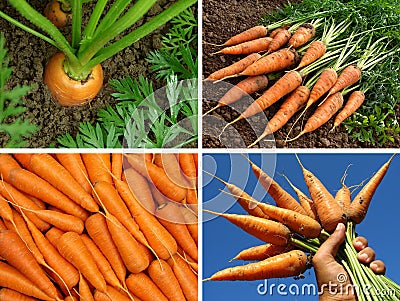 Organic carrots collage Stock Photo