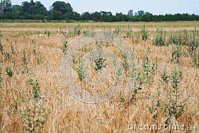 Organic cereal field full with weeds Stock Photo