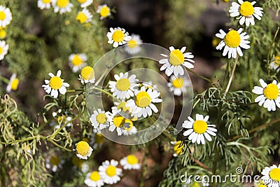 organic chamomile flowered in spring Stock Photo