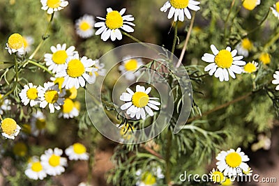organic chamomile flowered in spring Stock Photo