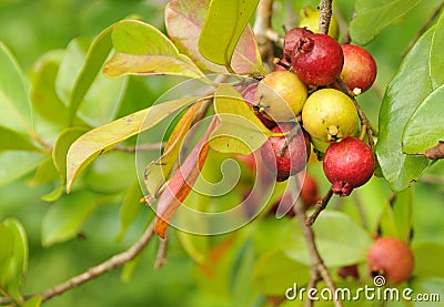 Organic Cherry Guava Fruit Stock Photo
