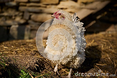 Organic chicken farming Stock Photo
