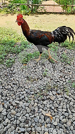 Organic chickens released into the wild by breeders are much healthier to consume Stock Photo