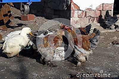 Organic chickens and white ducks in the village drink water and eat food Stock Photo