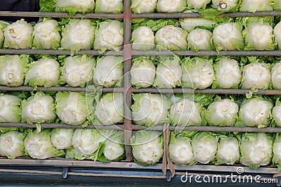 Organic chinese cabbage arranged on truck Stock Photo