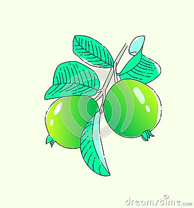 Guava fruit,Hand drawn illustration Stock Photo