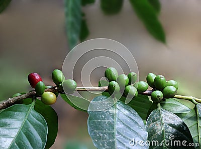 Organic Coffee Beans from India Stock Photo