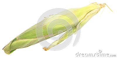 Organic Corn in Husk Stock Photo