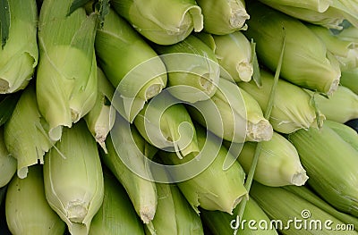 Organic Corn Stock Photo