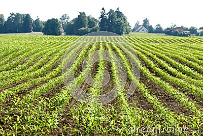 Organic corn plants Stock Photo