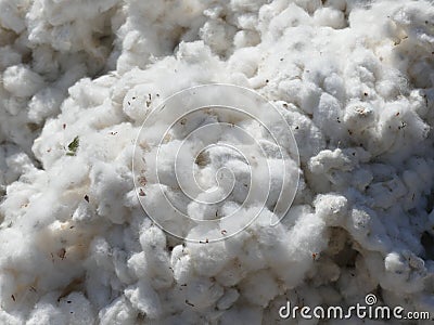Organic cotton seeds Stock Photo